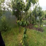 Satılır 4 otaqlı Həyət evi/villa Quba 4