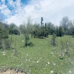 Satılır Torpaq Şamaxı 1