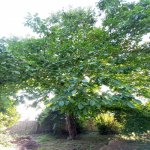Satılır 3 otaqlı Həyət evi/villa İsmayıllı 14