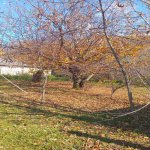 Satılır Torpaq Qəbələ 3