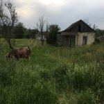 Satılır Torpaq Tovuz 3