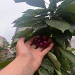 Satılır 5 otaqlı Həyət evi/villa, Maştağa qəs., Sabunçu rayonu 20