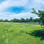 Satılır Torpaq Qəbələ 7