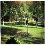 Satılır Torpaq Qəbələ 1