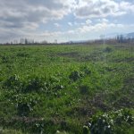 Satılır Torpaq Şabran 1