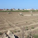 Satılır Torpaq, Savalan qəs., Sabunçu rayonu 5