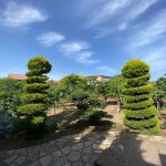 Kirayə (aylıq) 5 otaqlı Bağ evi, Mərdəkan, Xəzər rayonu 11