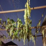 Продажа 5 комнатная Дача, Бузовна, Хязяр район 15