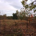 Satılır 4 otaqlı Həyət evi/villa Xaçmaz 12