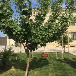 Satılır 9 otaqlı Həyət evi/villa, Novxanı, Abşeron rayonu 2