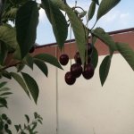 Продажа 7 комнатная Дома/Виллы, пос. Говсан, Сураханы район 5