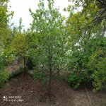 Продажа Участок, Мехдиабад, Абшерон район 3