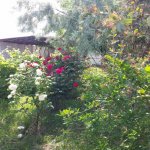 Kirayə (aylıq) 5 otaqlı Bağ evi, Pirşağı qəs., Sabunçu rayonu 3