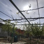 Kirayə (aylıq) 5 otaqlı Bağ evi, Abşeron rayonu 28