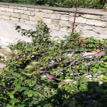 Продажа 6 комнат Дома/Виллы, м. Короглу метро, Сабунчу район 13