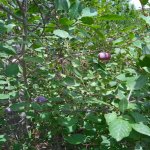 Satılır 5 otaqlı Həyət evi/villa, Buzovna, Xəzər rayonu 12