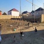 Satılır Torpaq, Fatmayi, Abşeron rayonu 4