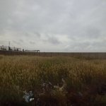 Satılır Torpaq, Lökbatan qəs., Qaradağ rayonu 4
