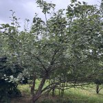 Satılır Torpaq Lənkəran 1