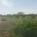 Satılır Torpaq Qəbələ 11