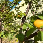 Satılır 4 otaqlı Həyət evi/villa, Mərdəkan, Xəzər rayonu 15