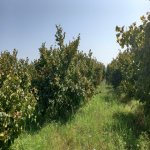 Satılır Torpaq Xaçmaz 12