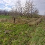 Satılır Torpaq Quba 12