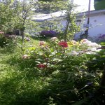 Kirayə (günlük) 3 otaqlı Həyət evi/villa Qəbələ 6