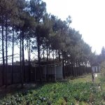 Satılır Torpaq, Maştağa qəs., Sabunçu rayonu 4
