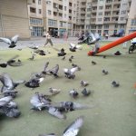 Kirayə (aylıq) 3 otaqlı Yeni Tikili, 20 Yanvar metrosu, 3-cü mikrorayon, Nəsimi rayonu 6