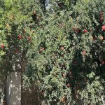 Satılır 3 otaqlı Həyət evi/villa, Zığ qəs., Suraxanı rayonu 24