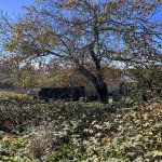 Satılır Torpaq Şamaxı 12