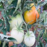 Продажа 7 комнатная Дома/Виллы, Мярдякан, Хязяр район 20