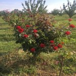 Satılır Torpaq Quba 22