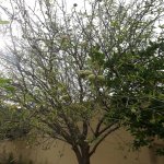 Satılır 7 otaqlı Həyət evi/villa, Novxanı, Abşeron rayonu 12