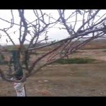 Satılır Torpaq, Digah, Abşeron rayonu 1