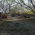 Satılır Torpaq Qəbələ 1