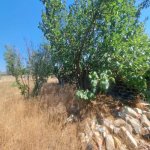 Satılır Torpaq, Goradil, Abşeron rayonu 3