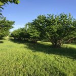 Satılır Torpaq Qəbələ 11