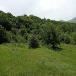 Satılır Torpaq Şamaxı 4