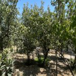 Продажа Участок Мингячевир 2