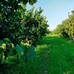 Satılır Torpaq Xaçmaz / Xudat 10