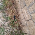 Satılır Torpaq, Saray, Abşeron rayonu 7
