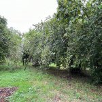 Satılır 3 otaqlı Həyət evi/villa İsmayıllı 17