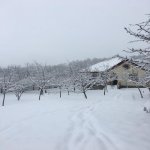 Kirayə (günlük) 4 otaqlı Həyət evi/villa Qəbələ 17