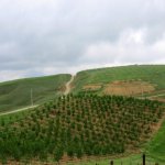 Satılır Obyekt Şamaxı 3