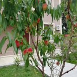 Kirayə (günlük) 4 otaqlı Həyət evi/villa Qəbələ 4