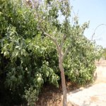 Продажа 4 комнат Дача, пос. Нардаран, Сабунчу район 2