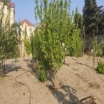 Satılır Torpaq, Novxanı, Abşeron rayonu 2