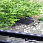 Kirayə (günlük) 1 otaqlı Həyət evi/villa Qusar 3